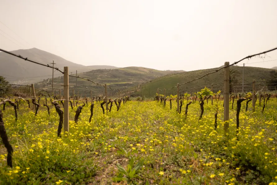 Colline e vigneti della tenuta Feudi Saraceno a Castellammare del Golfo