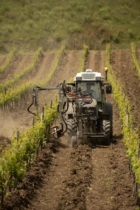 Lavorazione del vigneto nella tenuta Feudi Saraceno