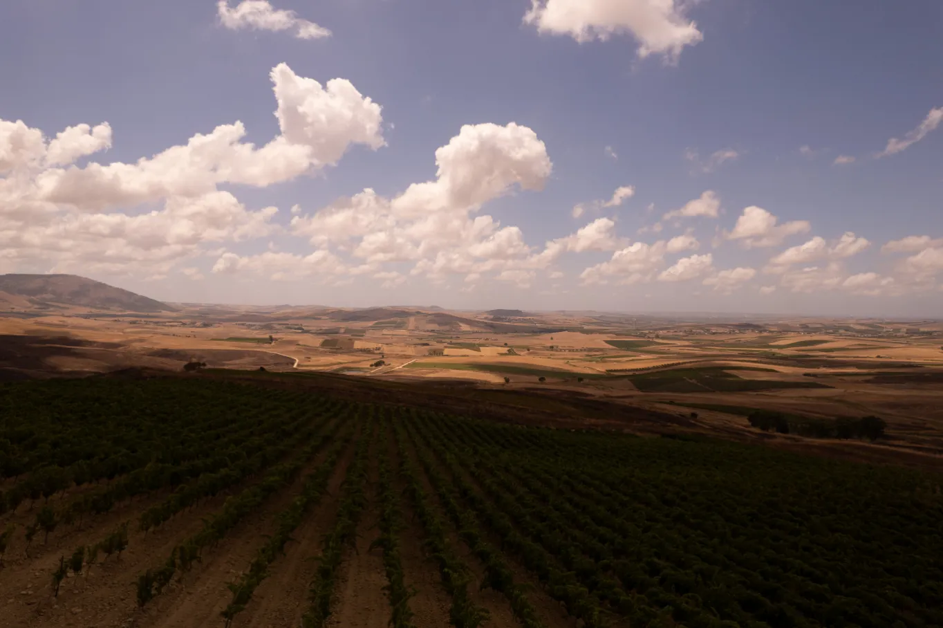La tenuta Feudi Saraceno tra vigneti e uliveti a Castellammare del Golfo